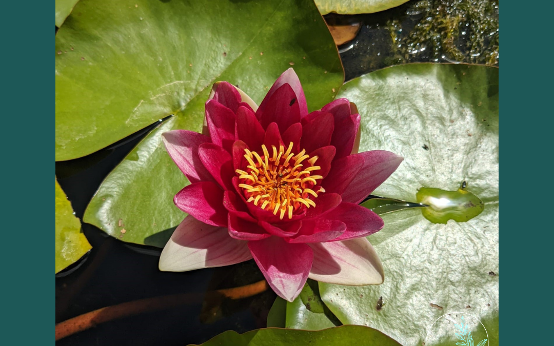 Why taking a pause is now more important than ever