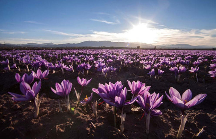 6 botanicals your mood and stress levels really want (and why they’re probably not in your diet)