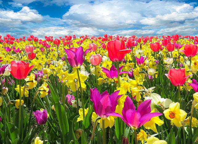 Embracing the Energies of Spring