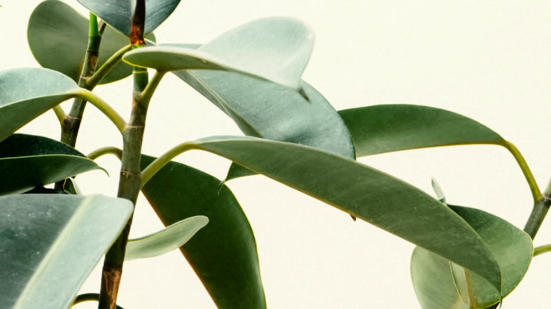 Is your Immune System Ready for The Spring?